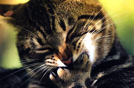 когти кошек